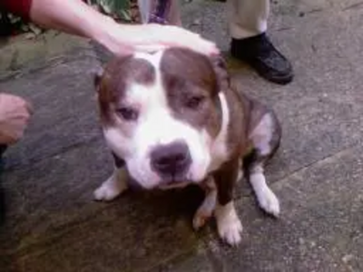 Rescued!  A staffordshire bull terrier, reunited with it's owner thanks to a micro chip!