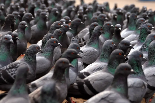 pigeons